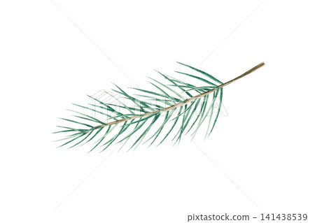 Green Christmas pine twig. Watercolor winter branch, hand drawn illustration isolated on background, transparent png. Botanical, wedding clip art. For greeting card, wallpaper, wrapping paper design, Green Christmas pine twig. Watercolor winter branch, hand drawn illustration isolated on background, transparent png. Botanical, wedding clip art. For greeting card, wallpaper, wrapping paper design, 141438539