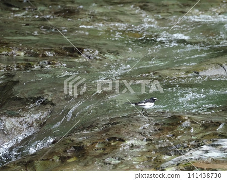 There was a Japanese wagtail on a rock in the river. There was a Japanese wagtail on a rock in the river. 141438730