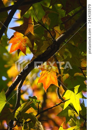 Ivy that has partially changed color Ivy that has partially changed color 141438979