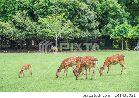 在奈良公園飛火野,鹿正在吃草 在奈良公園飛火野,鹿正在吃草 141439021