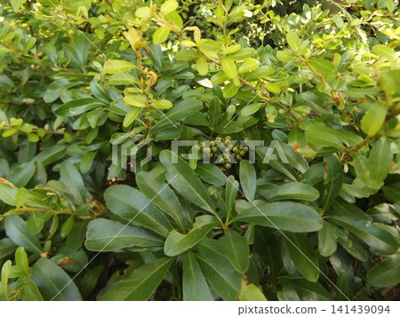 Immature fruit of pyracanthus that turns bright red in autumn 141439094