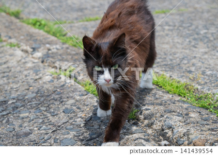 Island cats at the fishing port Island cats at the fishing port 141439554