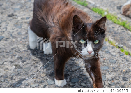 Island cats at the fishing port Island cats at the fishing port 141439555