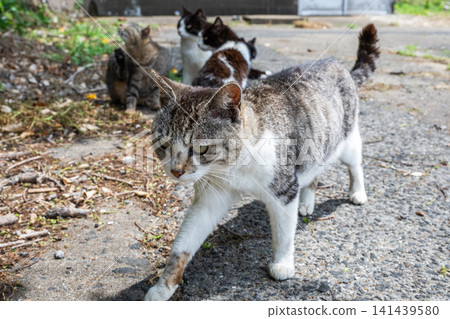 Island cats at the fishing port Island cats at the fishing port 141439580