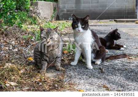 Island cats at the fishing port Island cats at the fishing port 141439581