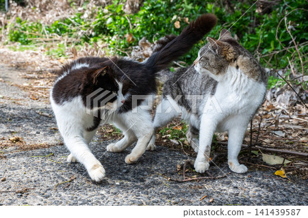 Island cats at the fishing port Island cats at the fishing port 141439587