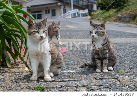 Island cats at the fishing port Island cats at the fishing port 141439597