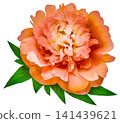 Peony flower  on  white   isolated background with clipping path. Closeup. For design. Nature. 141439621
