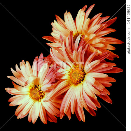 Chrysanthemum flower isolated on white background. Close-up. For design. Nature. Chrysanthemum flower isolated on white background. Close-up. For design. Nature. 141439622