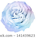 Purple   rose flower  on  white   isolated background with clipping path. Closeup. For design. Nature. 141439623