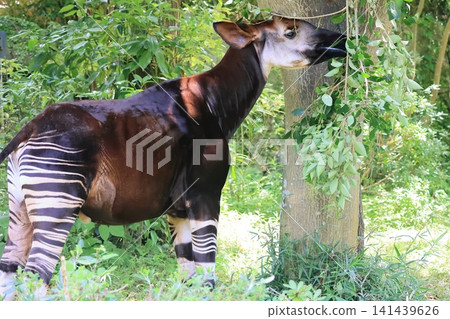 Okapi Okapi 141439626