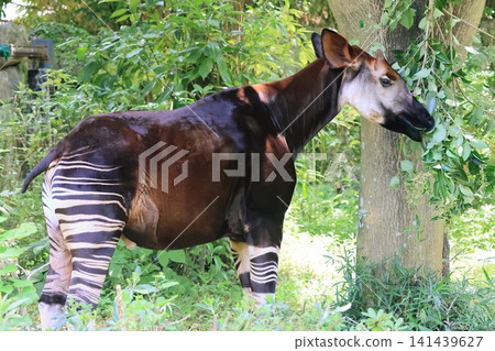 Okapi Okapi 141439627