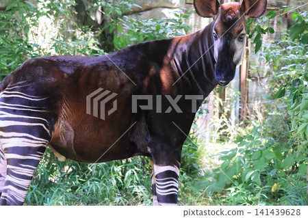 Okapi Okapi 141439628