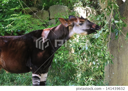 Okapi Okapi 141439632