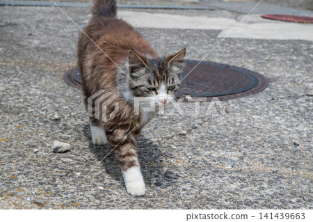 Island cats at the fishing port Island cats at the fishing port 141439663