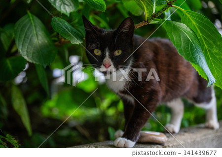 Island cats at the fishing port Island cats at the fishing port 141439677