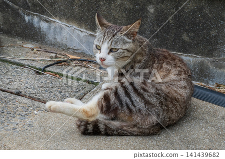 Island cats at the fishing port 141439682