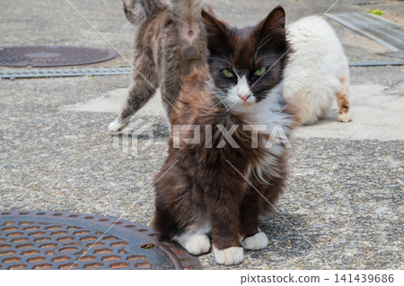 Island cats at the fishing port Island cats at the fishing port 141439686