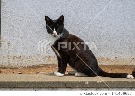 Island cats at the fishing port Island cats at the fishing port 141439693