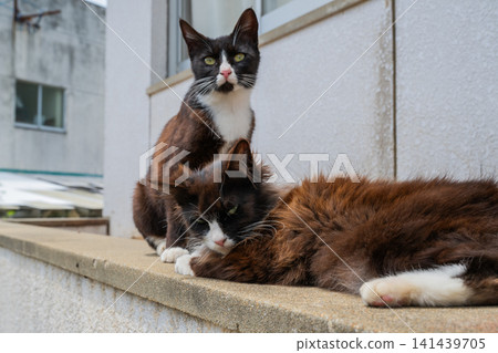 Island cats at the fishing port 141439705
