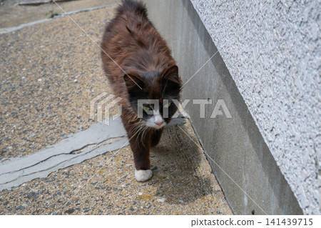 Island cats at the fishing port Island cats at the fishing port 141439715