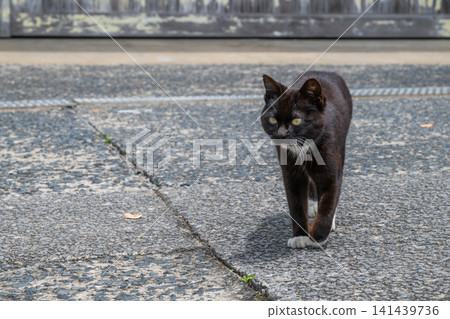 Island cats at the fishing port Island cats at the fishing port 141439736