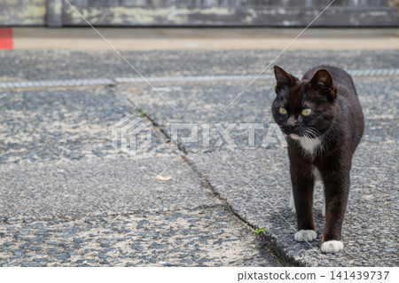 Island cats at the fishing port Island cats at the fishing port 141439737