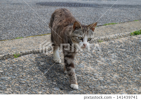 Island cats at the fishing port Island cats at the fishing port 141439741