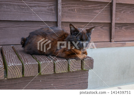 Island cats at the fishing port Island cats at the fishing port 141439751