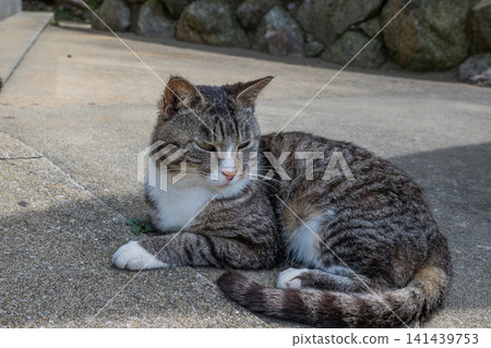 Island cats at the fishing port Island cats at the fishing port 141439753