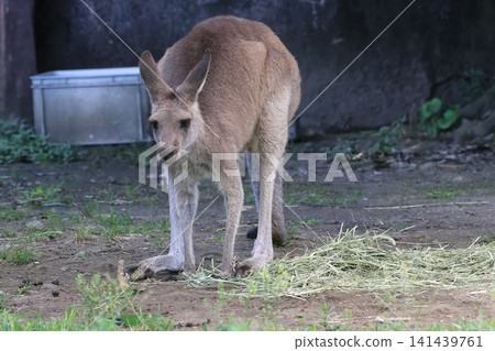 Kangaroo Kangaroo 141439761