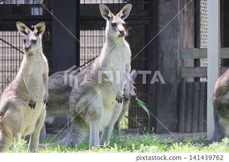 Kangaroo Kangaroo 141439762