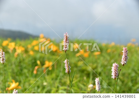 Nikkokusge的山 Nikkokusge的山 141439801