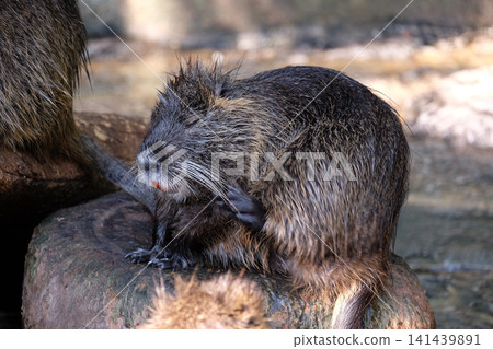 Water dwelling nutrias Water dwelling nutrias 141439891