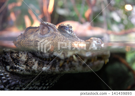 Crocodile Crocodile 141439893