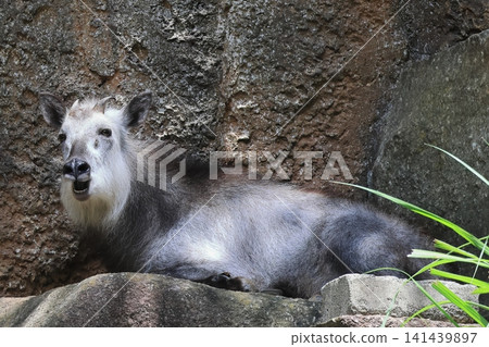 Japanese serow 141439897