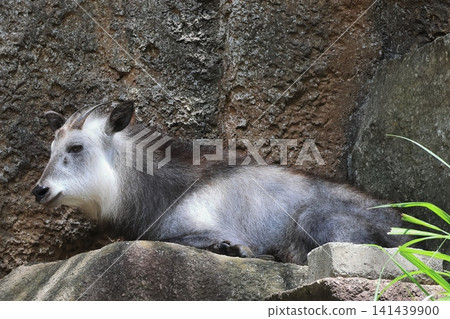 Japanese serow Japanese serow 141439900