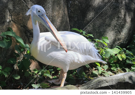 Pelican Pelican 141439905