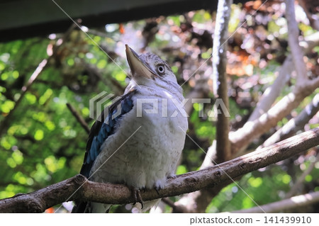 Ao-Banewarai kingfisher Ao-Banewarai kingfisher 141439910