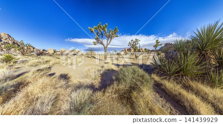 Joshua tree and desert panorama in California Joshua tree and desert panorama in California 141439929