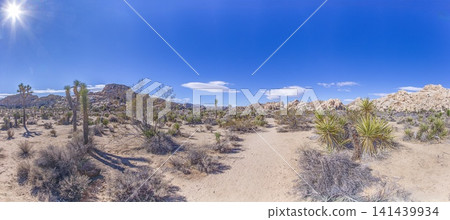 Desert path and Joshua trees in bright sunshine Desert path and Joshua trees in bright sunshine 141439934