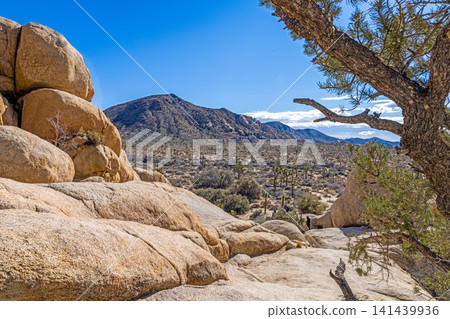 Granite viewpoint over Joshua Tree National Park Granite viewpoint over Joshua Tree National Park 141439936