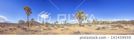 Panorama of Joshua tree desert landscape Panorama of Joshua tree desert landscape 141439939