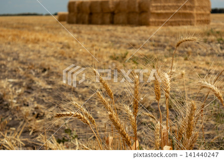 Golden wheat grains with hay bales under blue sky Golden wheat grains with hay bales under blue sky 141440247