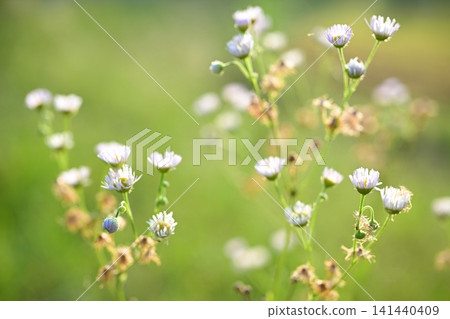 白花 白花 141440409