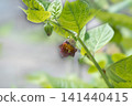 顛茄花 141440415