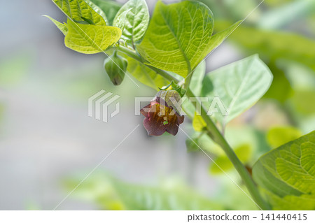 顛茄花 顛茄花 141440415