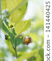 顛茄花 141440425