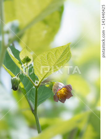 顛茄花 顛茄花 141440425