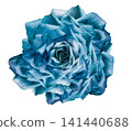 Flower blue rose  on white isolated background with clipping path. Closeup. For design. Nature. 141440688